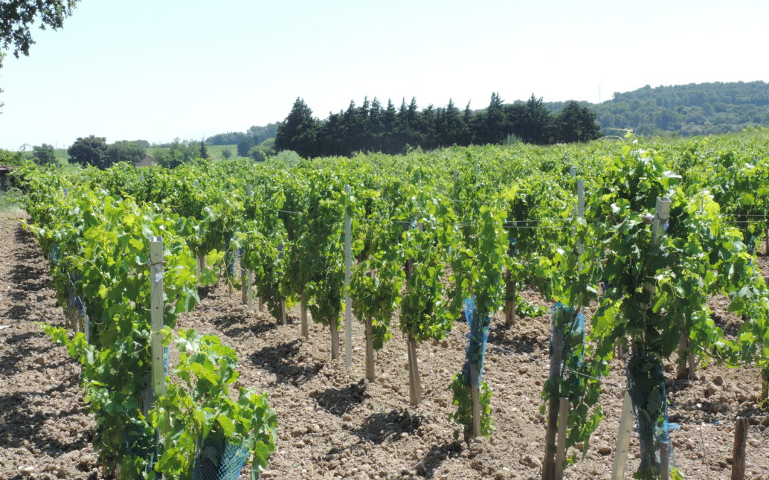 Domaine de Châteaumar