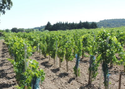 Domaine de Châteaumar