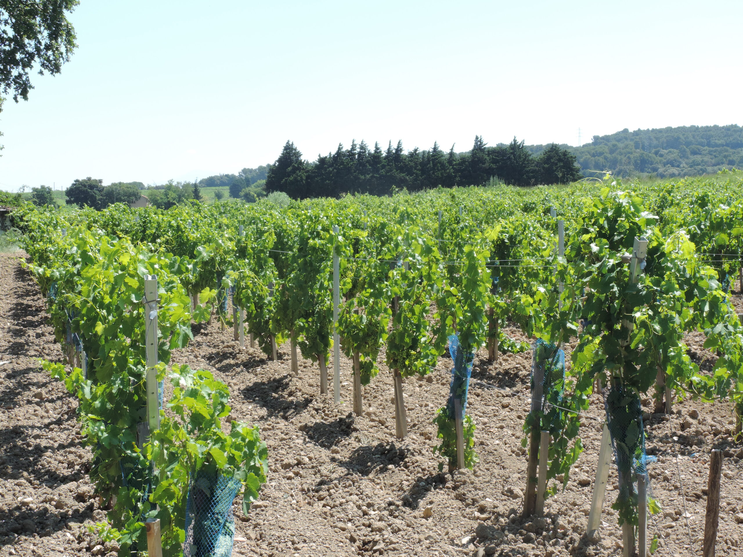 Domaine de Châteaumar, Vineyard