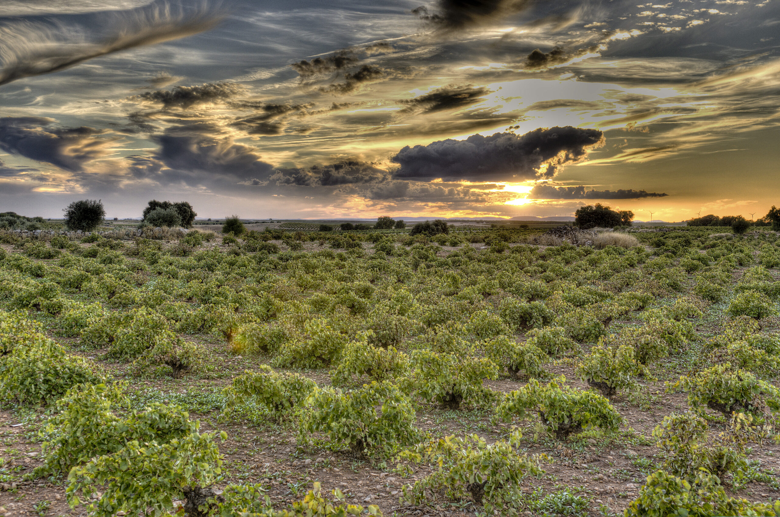 Bodegas Latue Vineyard
