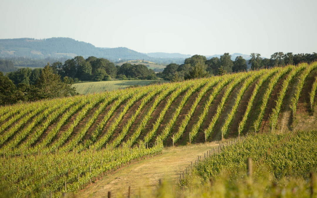 Moonflower Wines