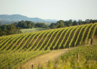 Moonflower Wines