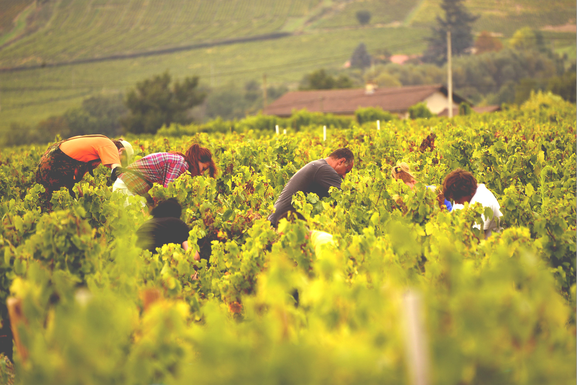 Le Nid Vineyard Le Nid Vineyard