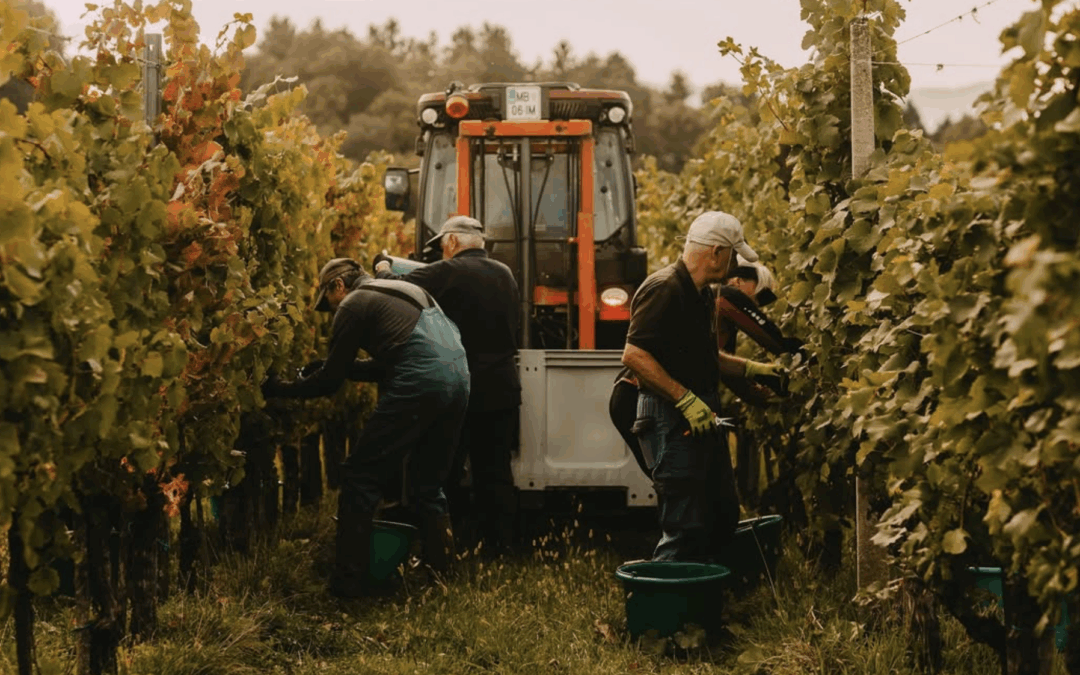Why Slovenia May Be Europe’s Most Underrated Wine Country