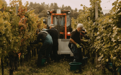 Why Slovenia May Be Europe’s Most Underrated Wine Country