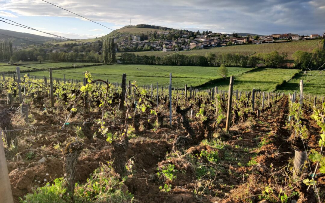 Domaine Louis-Paul Dorry