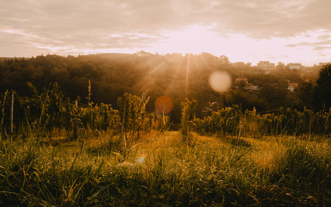 Gönc Winery