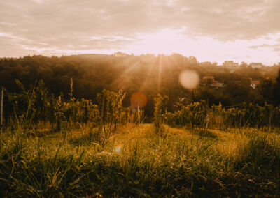 Gönc Winery