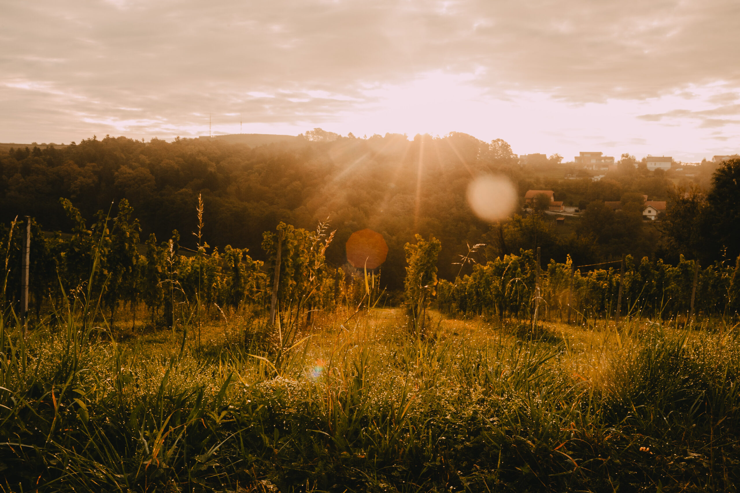 Gönc Winery Vineyard at sunset