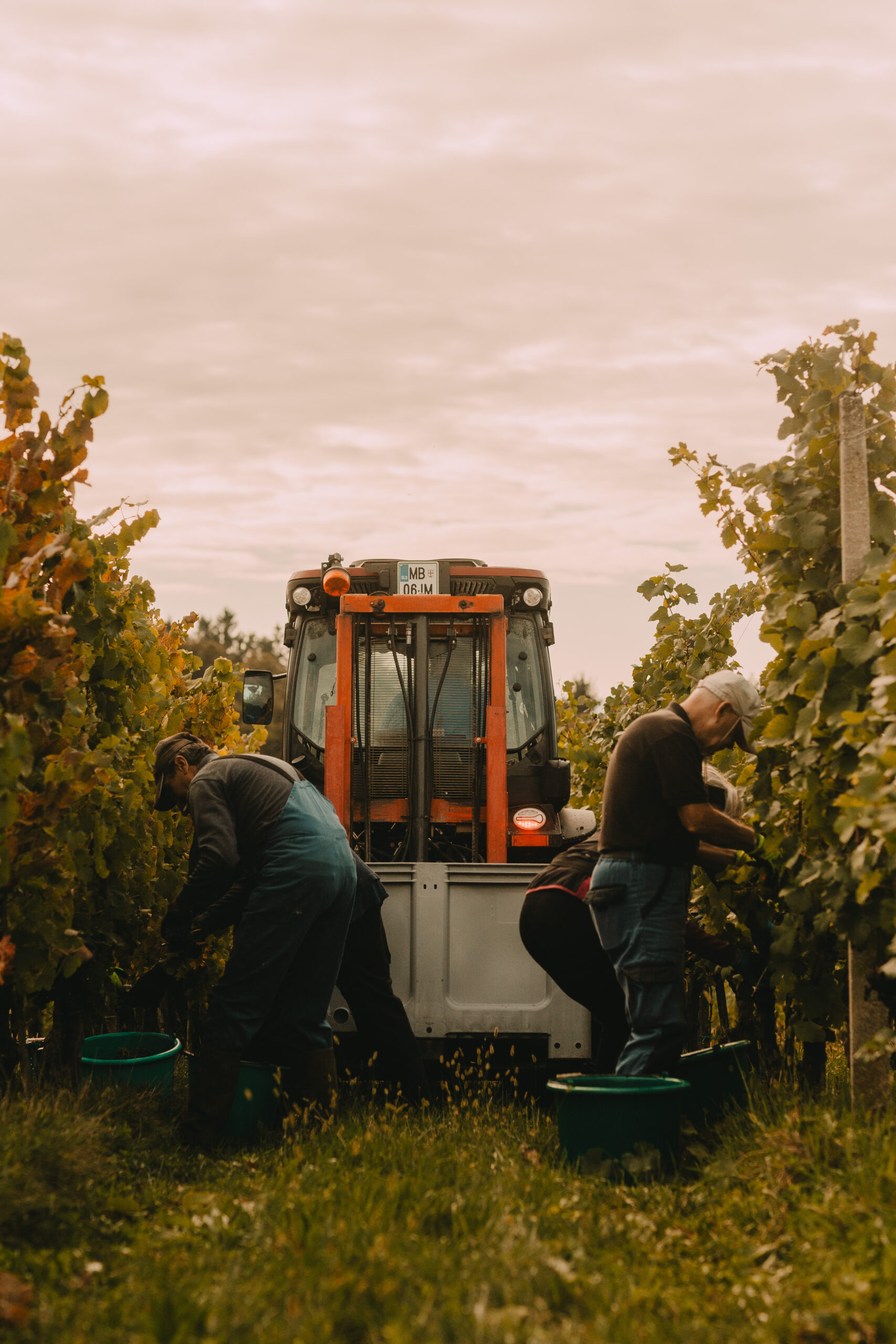 Hand harvesting grapes at Gönc Winery