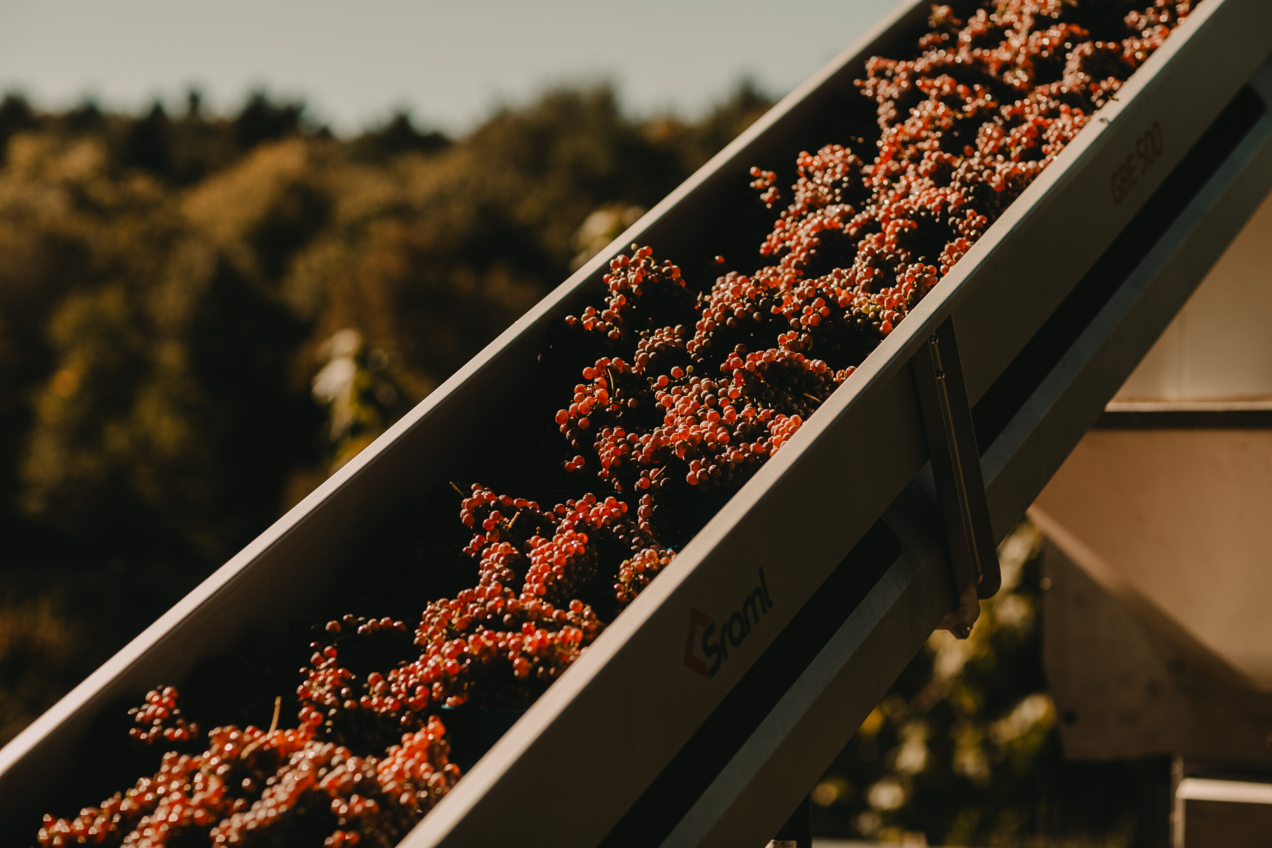 Grape Harvest at Gönc Winery