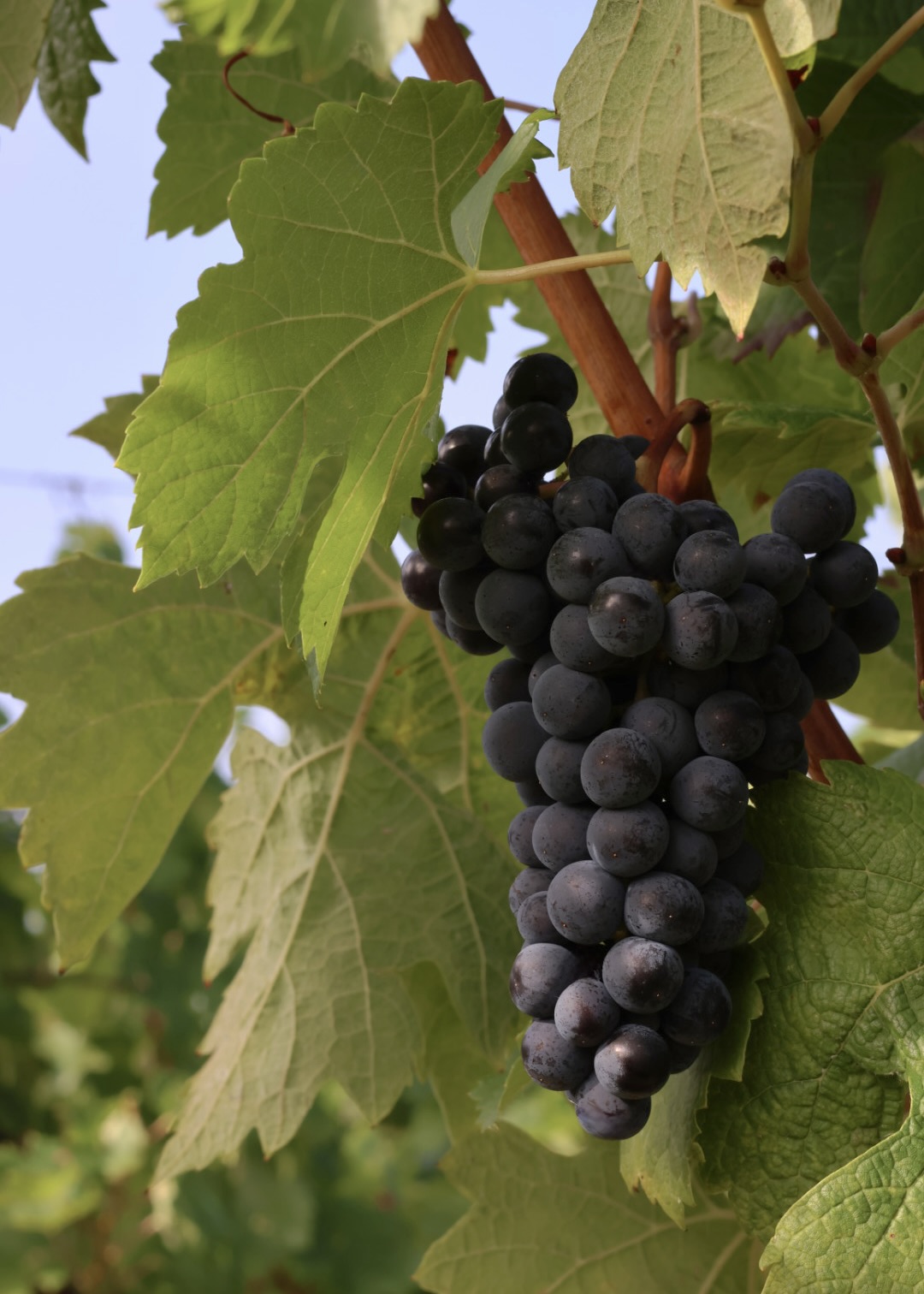 “Quatre-Journaux” merlot plot; turning<br />
40-years-old this vintage“Quatre-Journaux” merlot plot; turning<br />
40-years-old this vintage