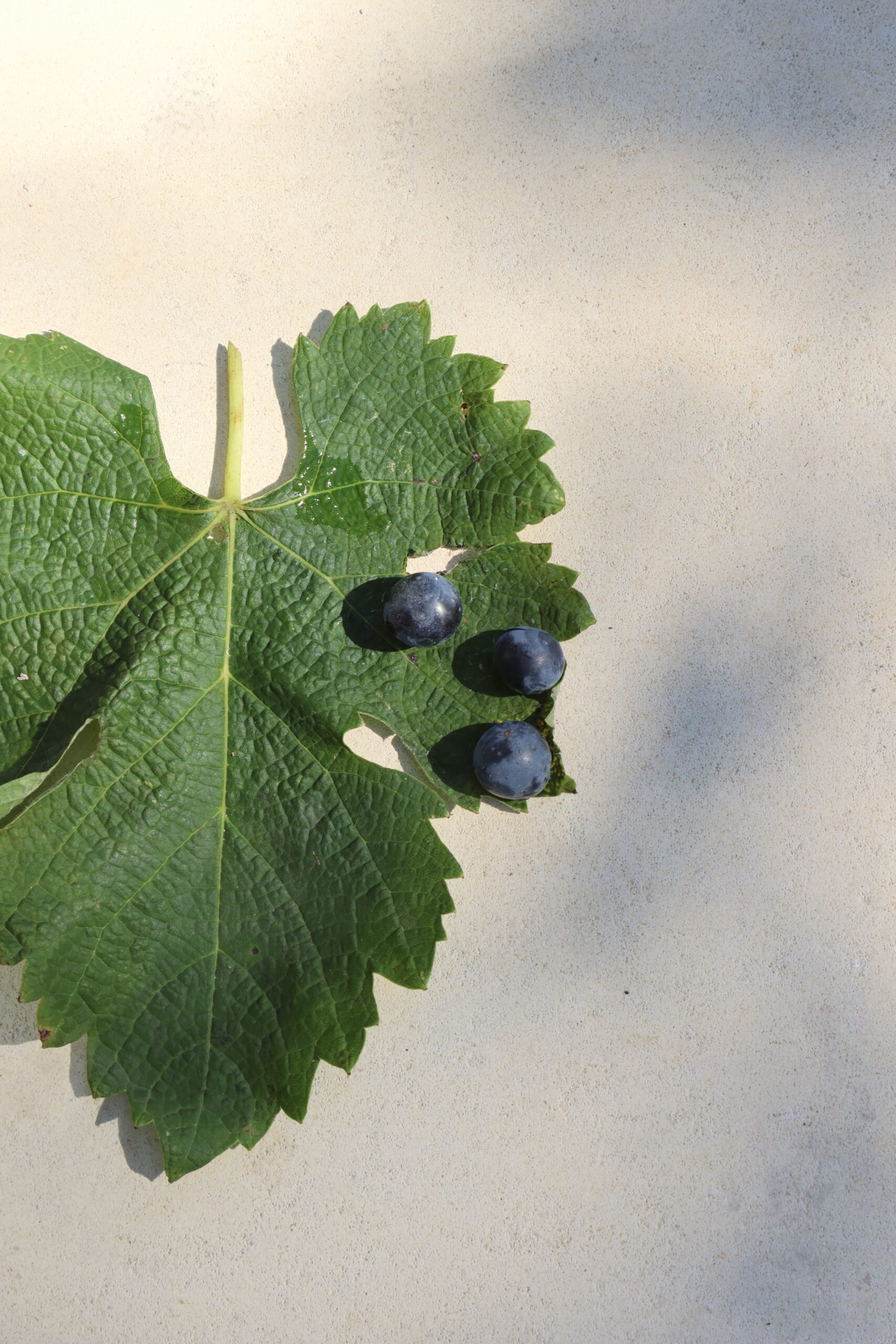 Maturity Check of three key Fronsac grapes