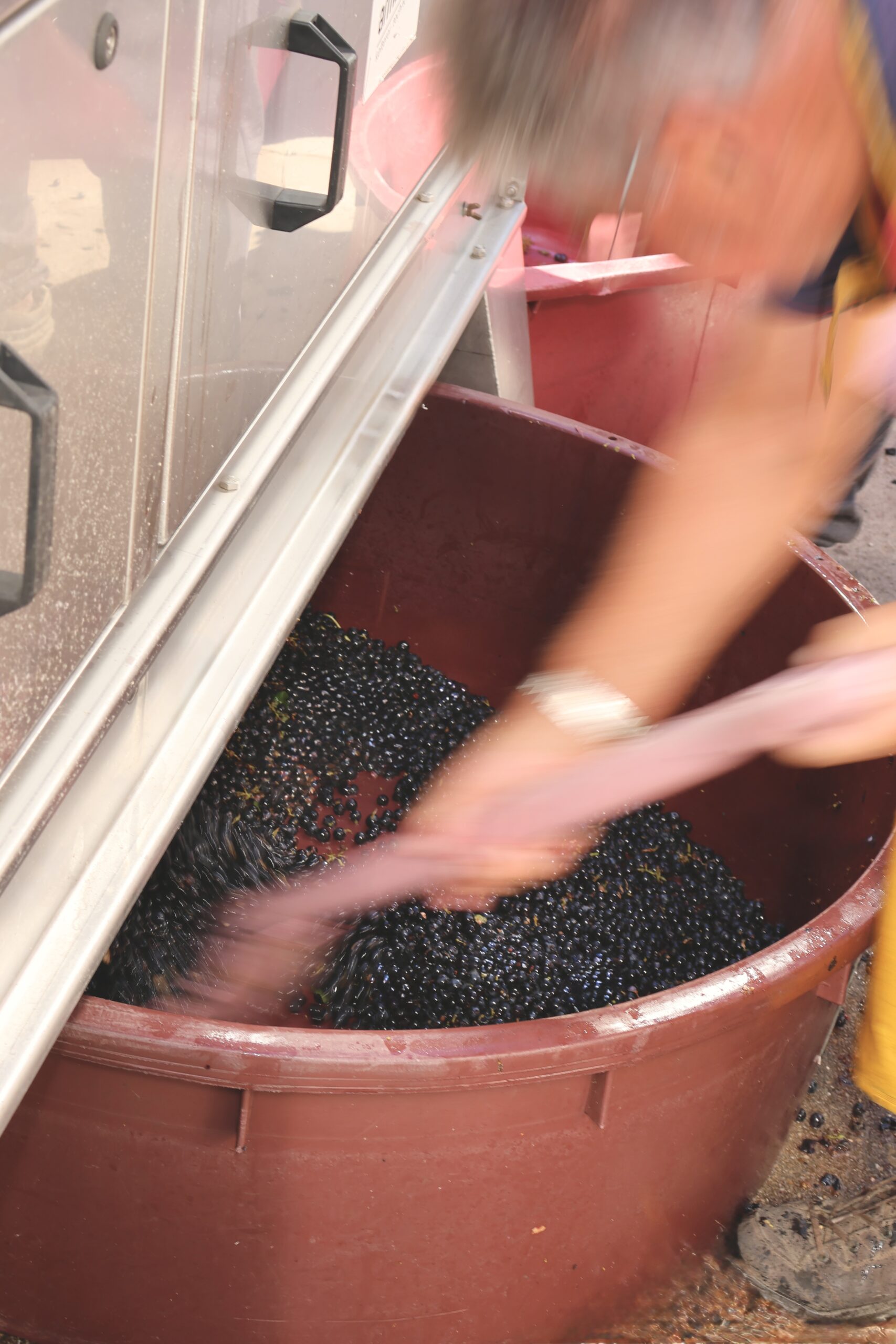 Taking care of each single Merlot berry