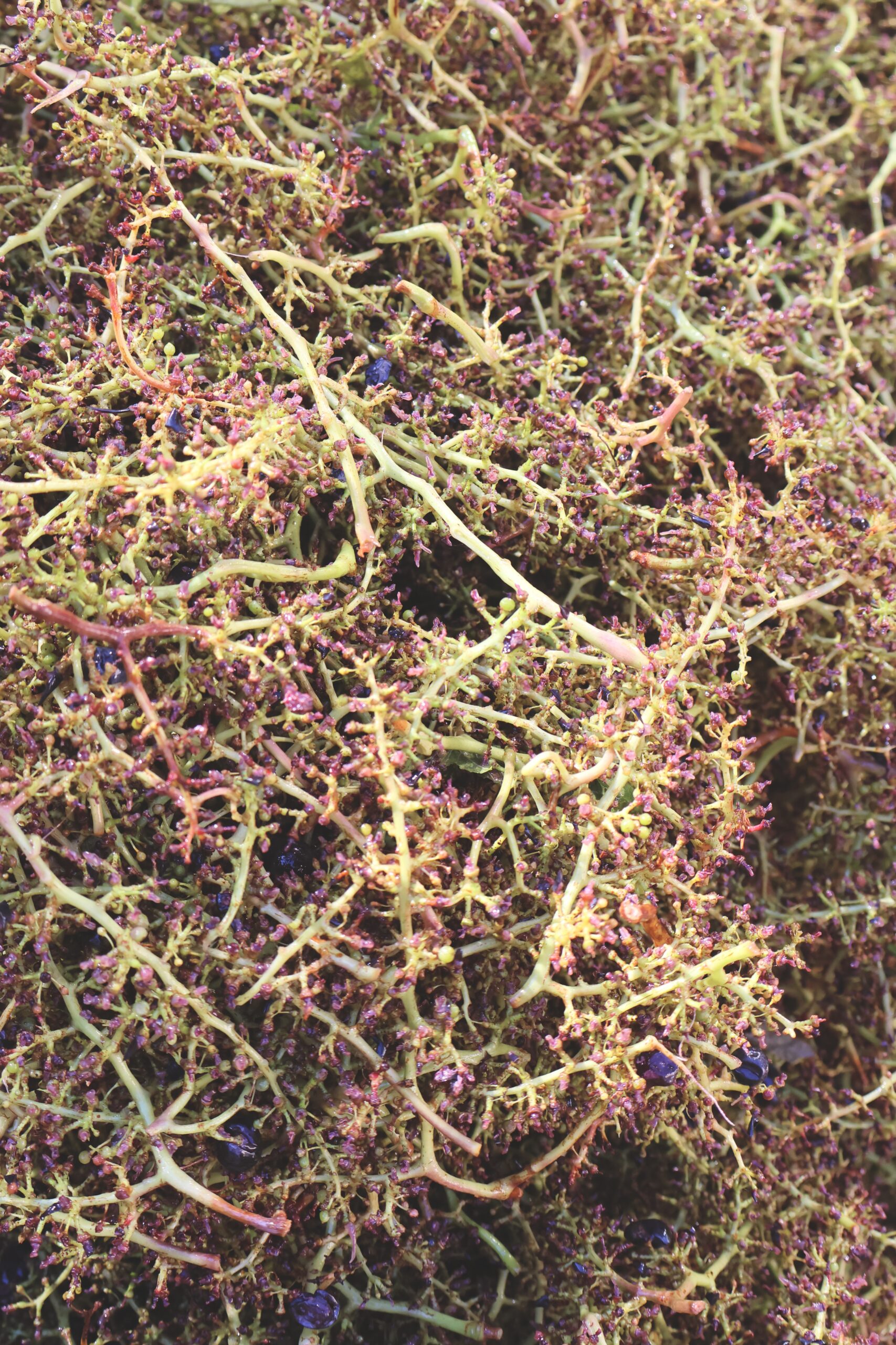 Bare merlot stalks