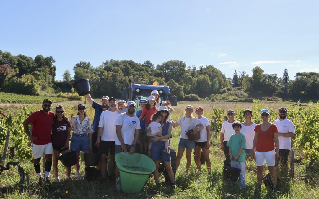 Harvest 2026 at Roc Meynard: Record Sun and a Hand-Harvest for the Old Vines