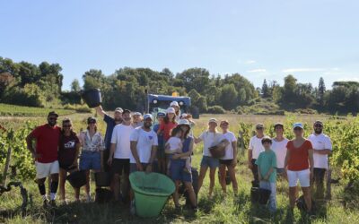 Harvest 2026 at Roc Meynard: Record Sun and a Hand-Harvest for the Old Vines