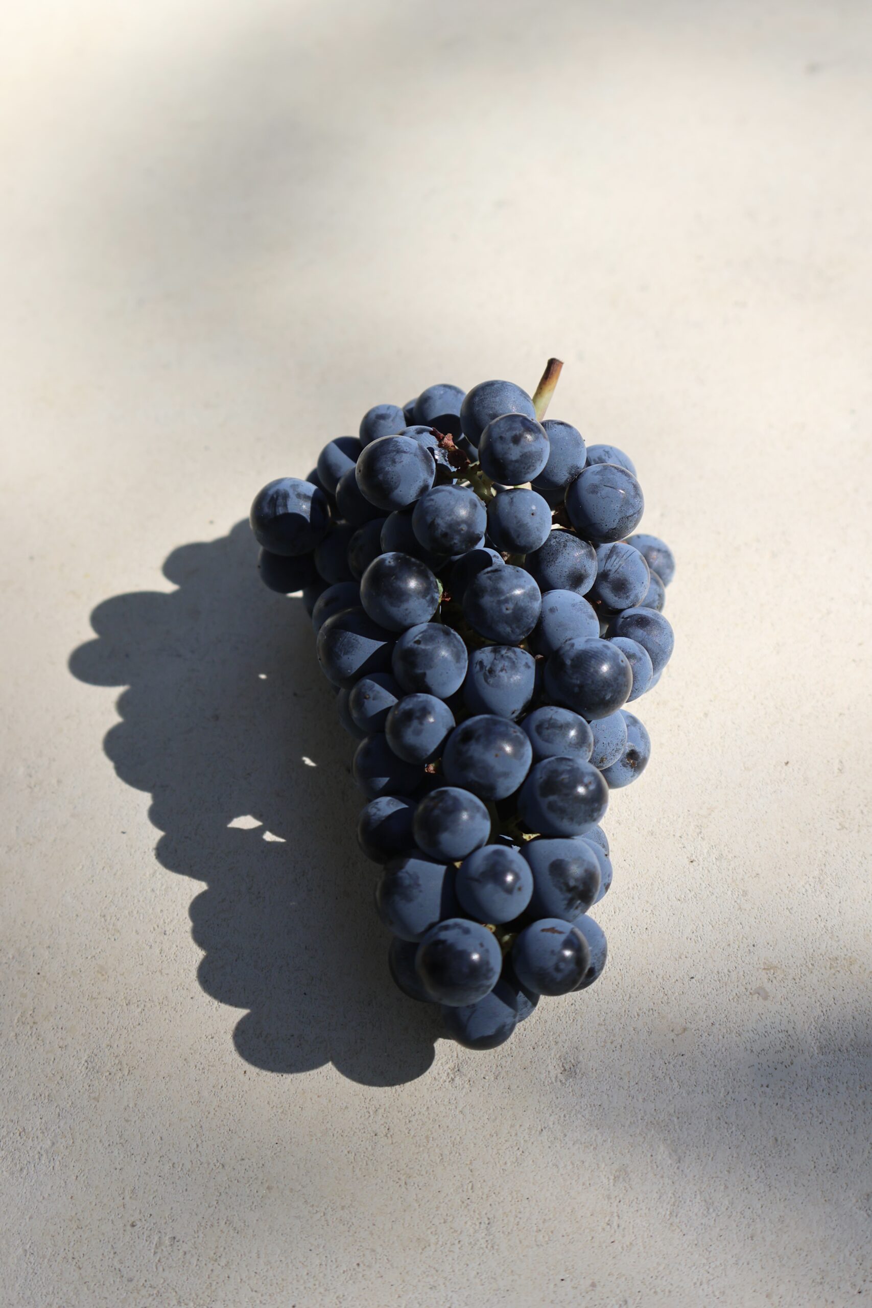 Tight & structured Cabernet Franc