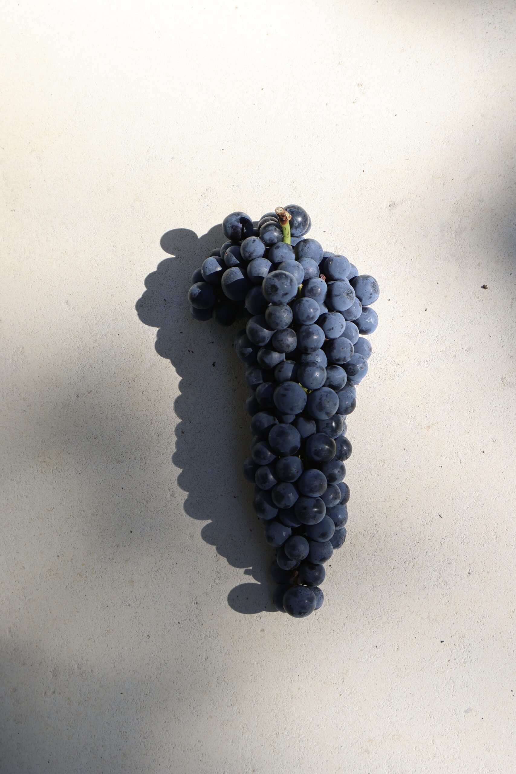 Intense & generous Merlot