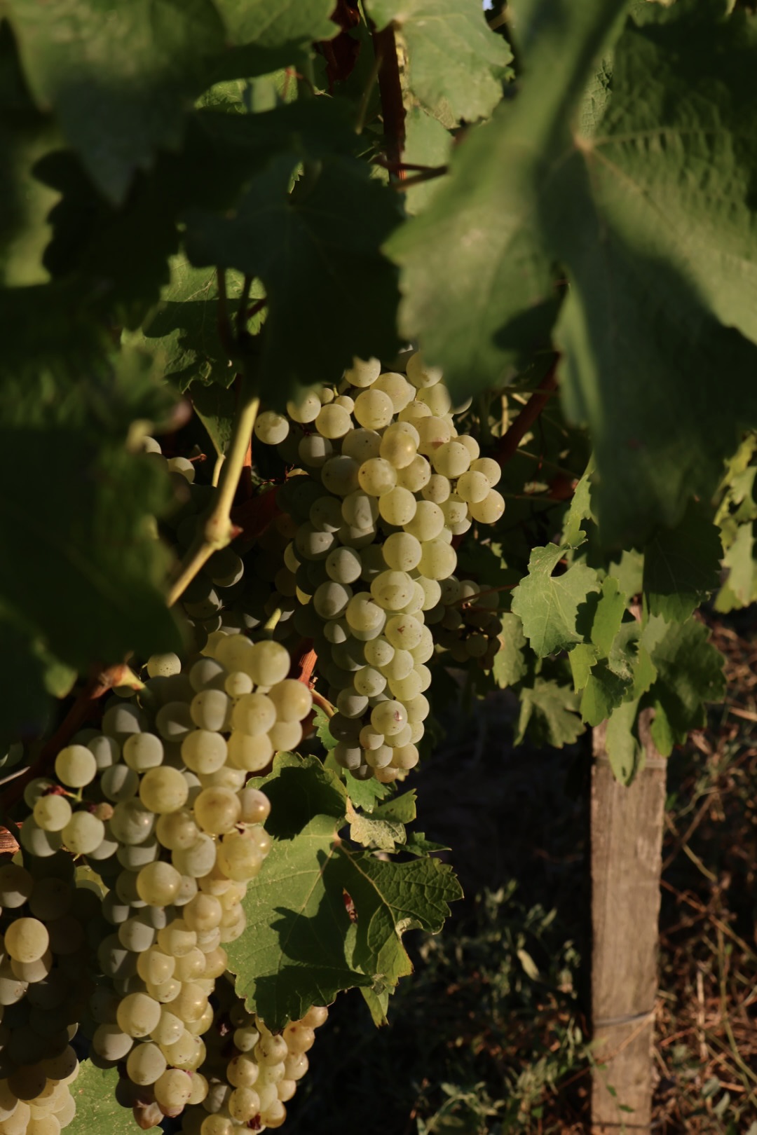 Sémillon Grapes