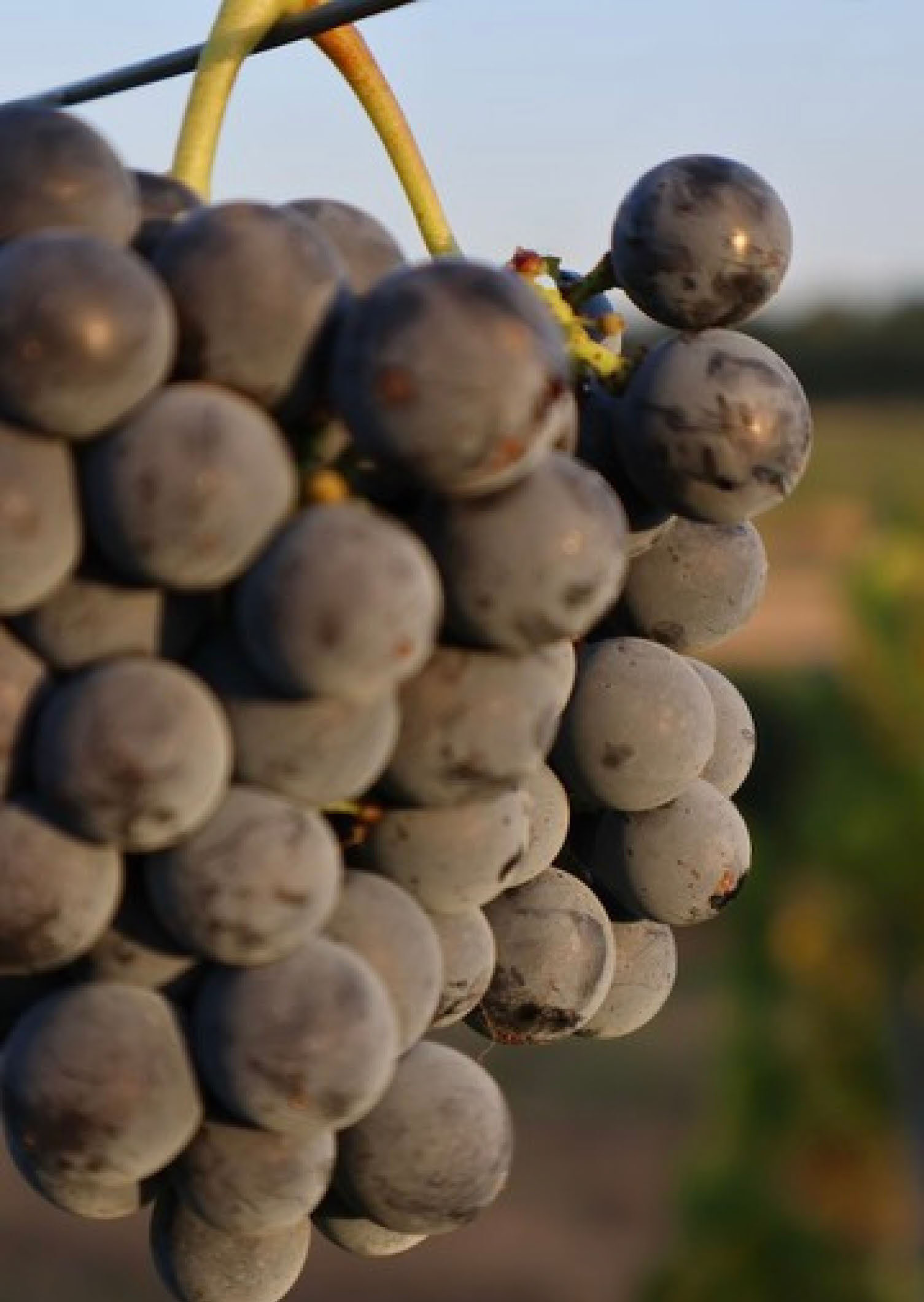 Bumpy berries, soft skin, delicate peppery flavors
