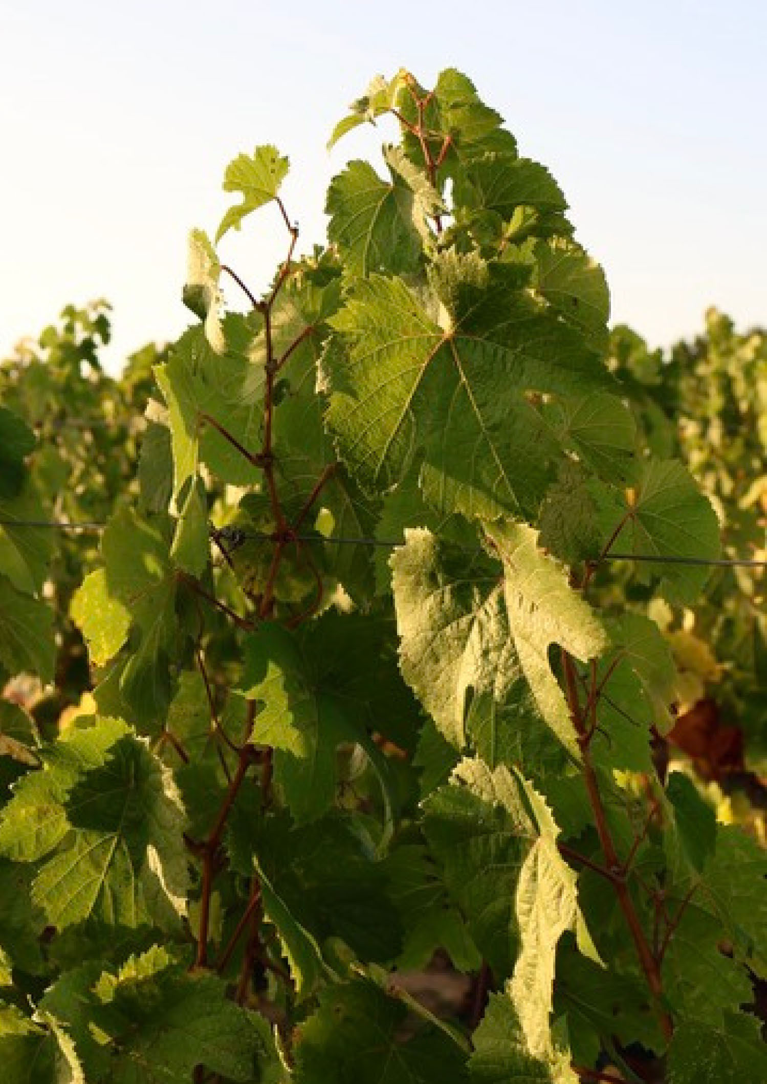 Kicking-off 2026 Fronsac<br />
harvest with malbec