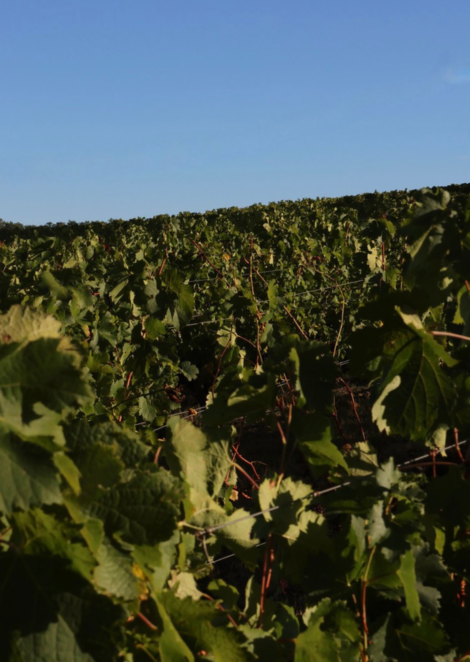 A 2.5-hectare clay-rich<br />
hillside that has never<br />
disappointed