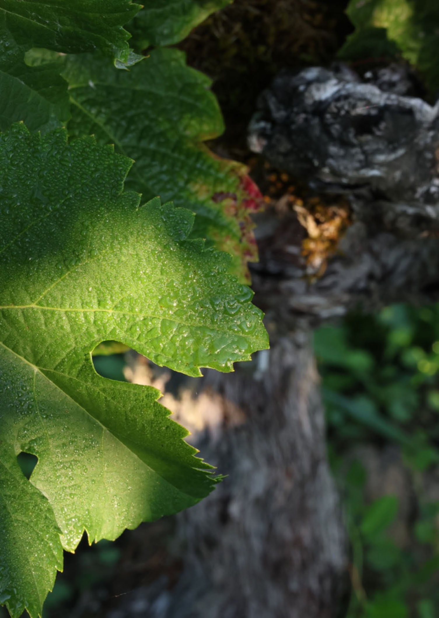 Harvesting at dawn to<br />
preserve freshness comes<br />
with morning dew !
