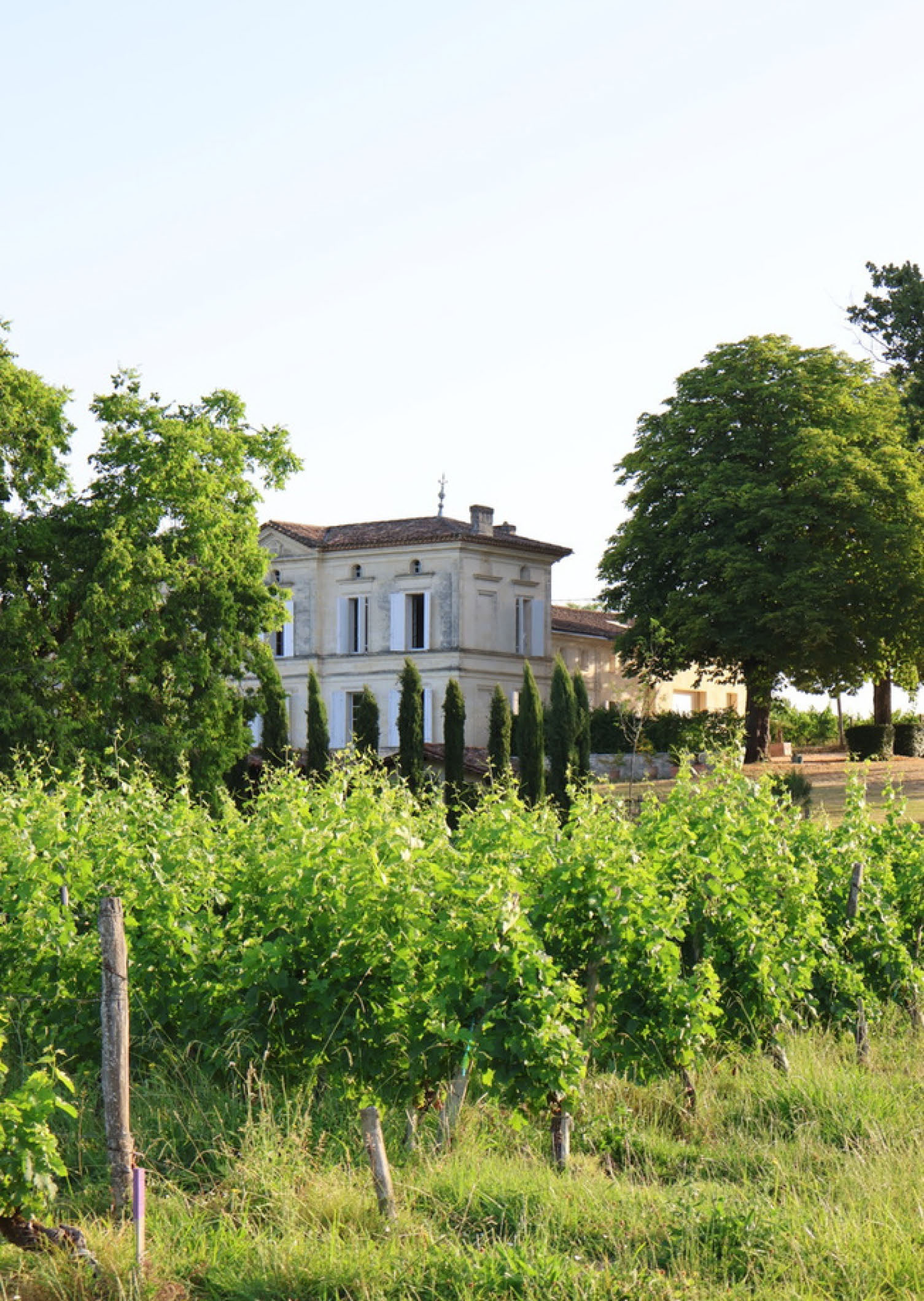 Hand-harvesting from our<br />
oldest vineyard plot, “Bois<br />
Vert”, planted in 1962!