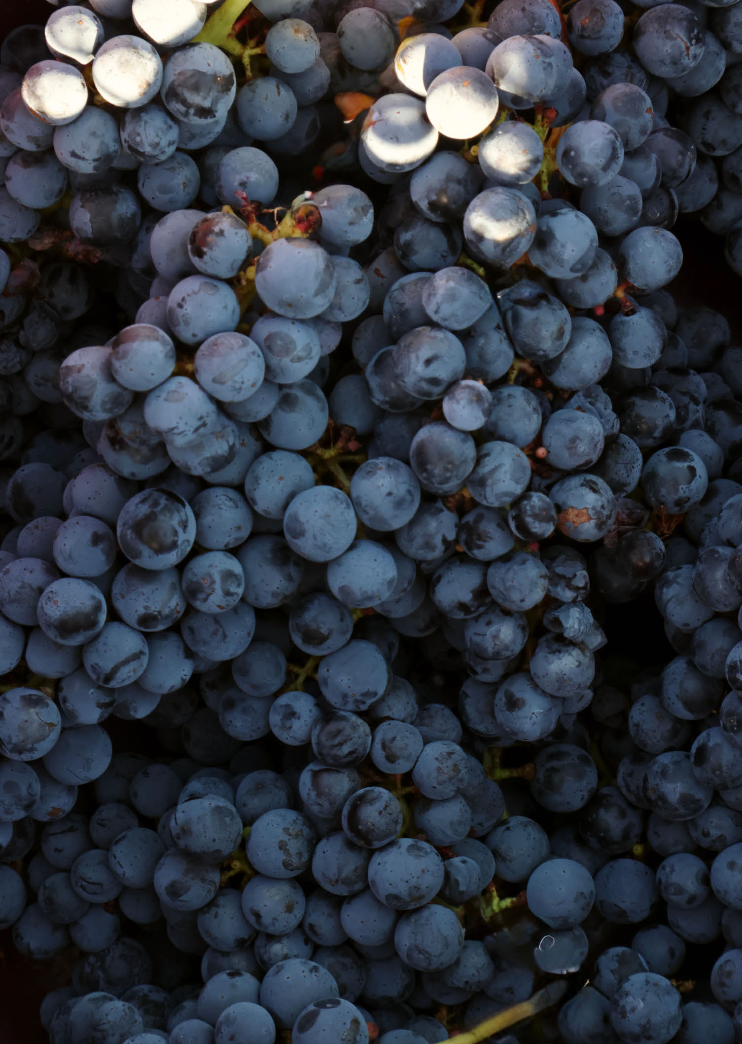 Deep flavorful merlots;<br />
though coming in very small<br />
quantities this year