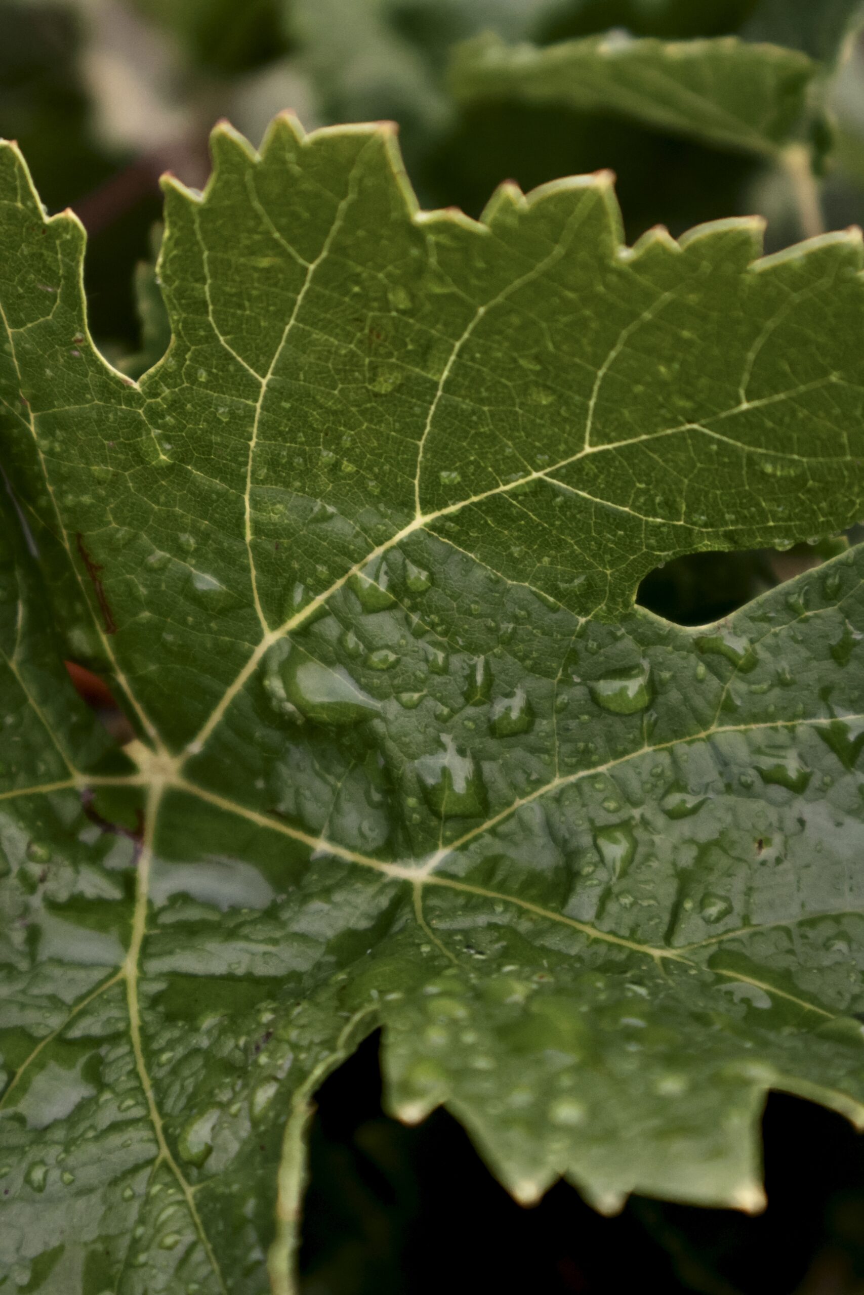 Rain on a Grape leaf at Vignobles Hermouet
