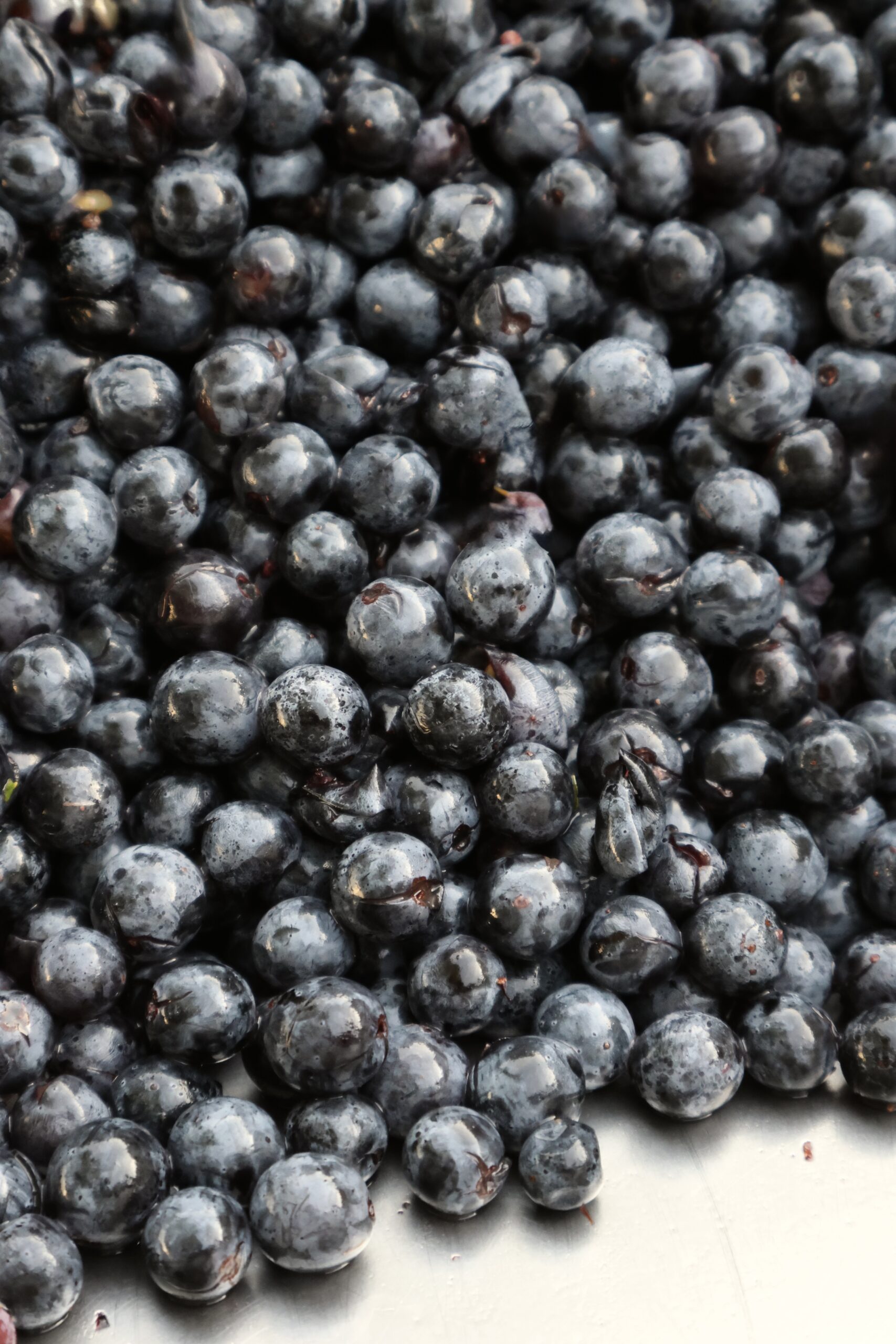 Merlot Berries for Roc Meynard